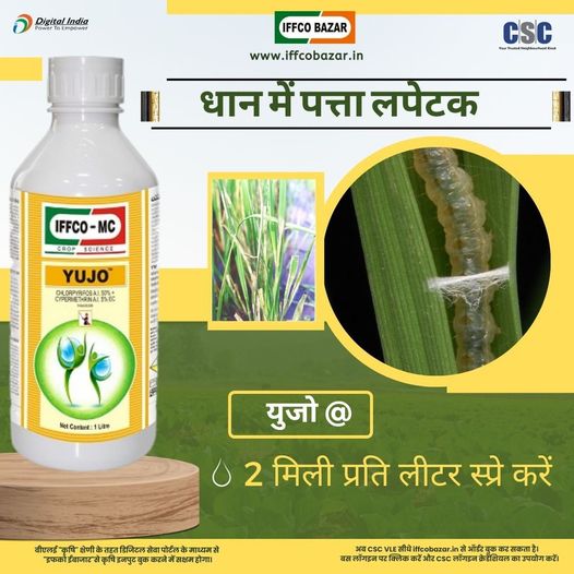 Leaf Wrap in Paddy – Spray Yuzo 2 ml per liter… VLE “Agriculture Category…